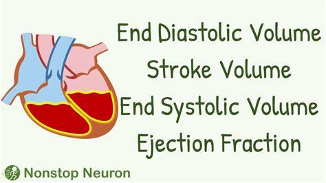 what increases end diastolic volume.